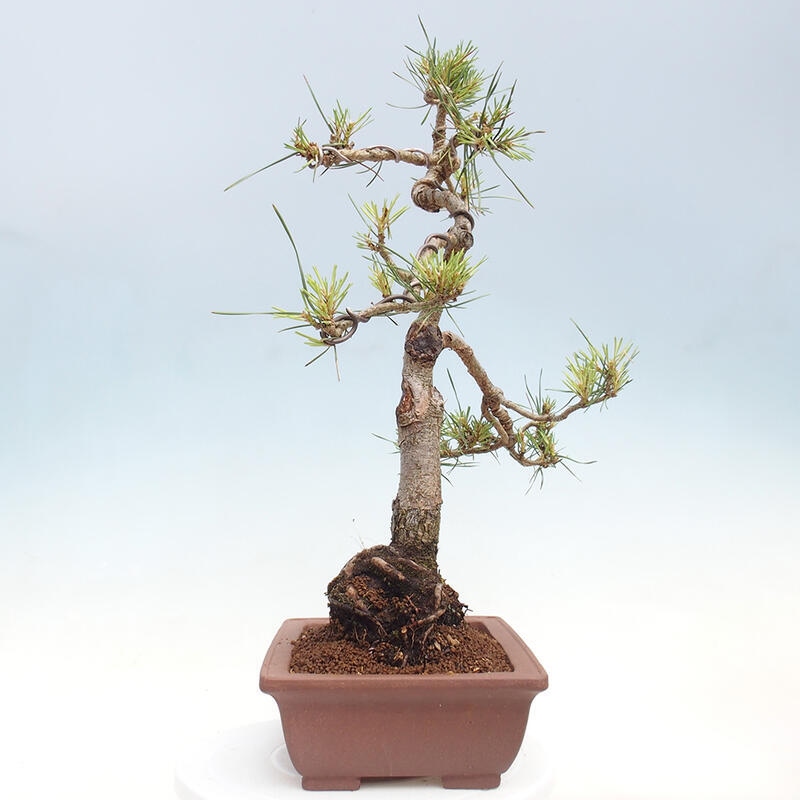 Outdoor bonsai - Pinus Sylvestris - Scots pine