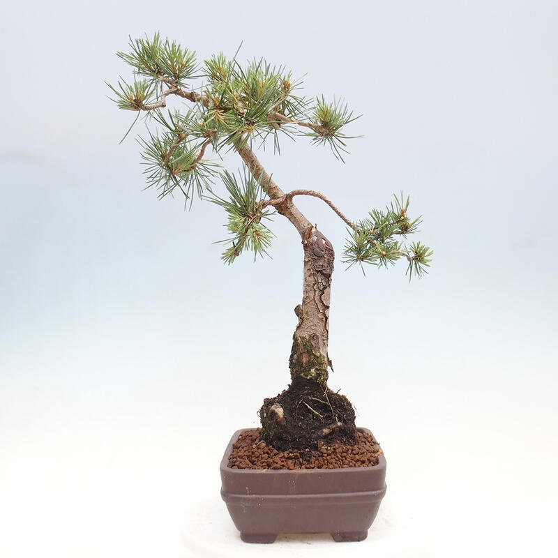 Outdoor bonsai - Pinus Sylvestris - Scots pine