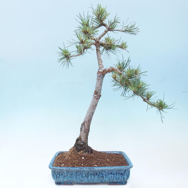 Outdoor bonsai - Pinus Sylvestris - Scots pine