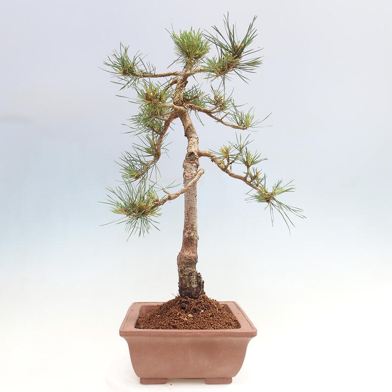 Outdoor bonsai - Pinus Sylvestris - Scots pine