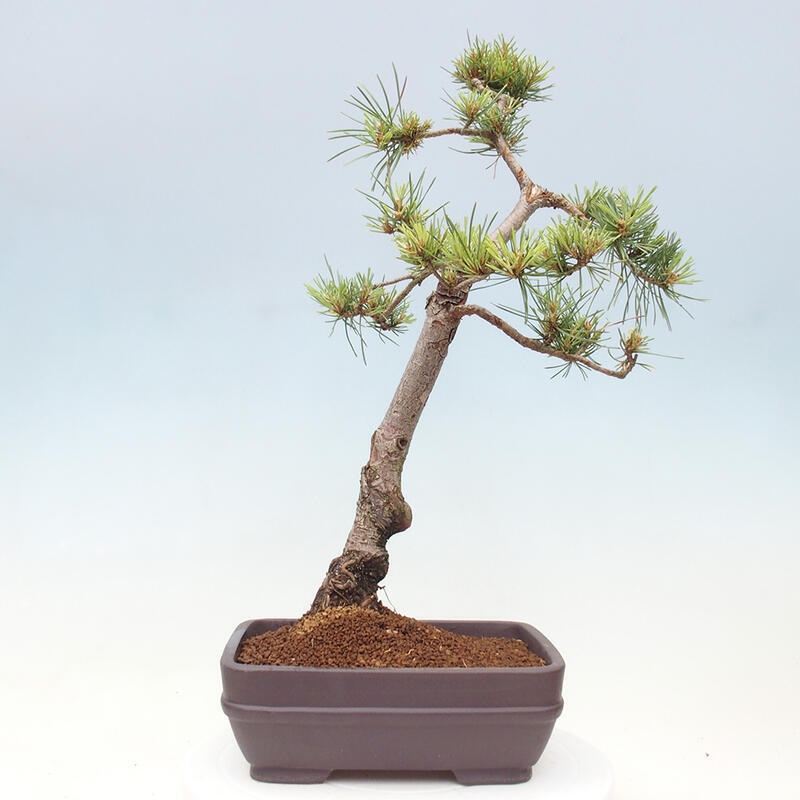 Outdoor bonsai - Pinus Sylvestris - Scots pine