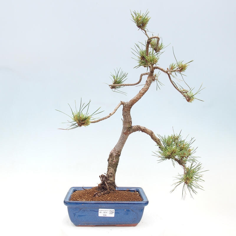 Outdoor bonsai - Pinus Sylvestris - Scots pine