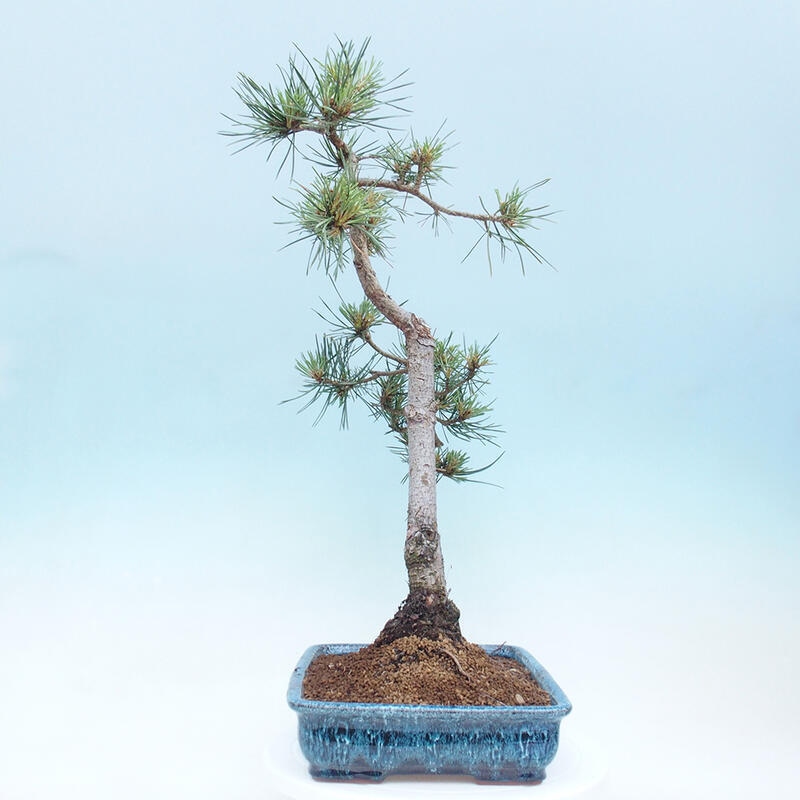 Outdoor bonsai - Pinus Sylvestris - Scots pine