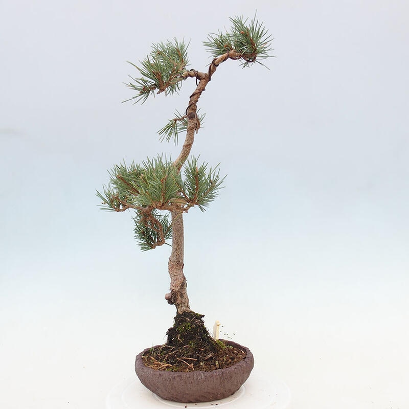 Outdoor bonsai - Pinus Sylvestris - Scots pine