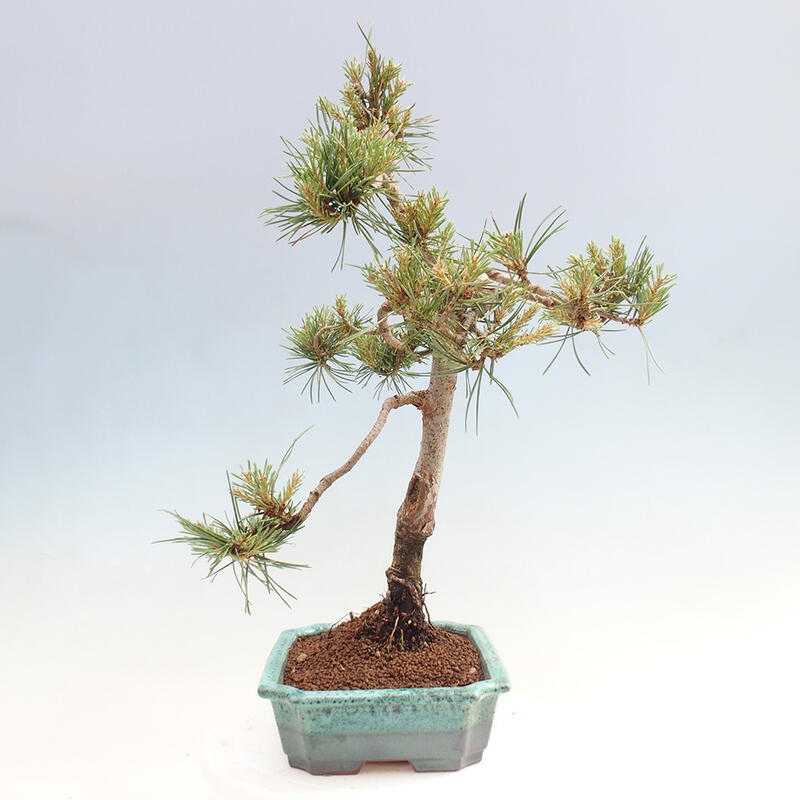 Outdoor bonsai - Pinus Sylvestris - Scots pine