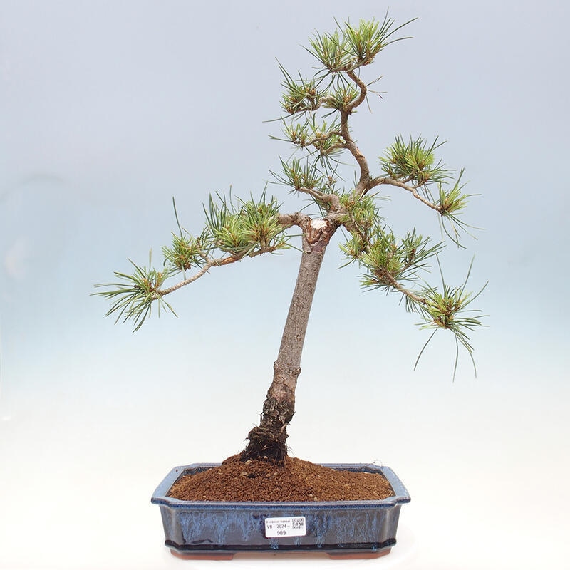 Outdoor bonsai - Pinus Sylvestris - Scots pine