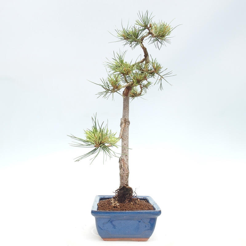 Outdoor bonsai - Pinus Sylvestris - Scots pine