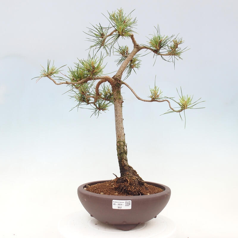 Outdoor bonsai - Pinus Sylvestris - Scots pine