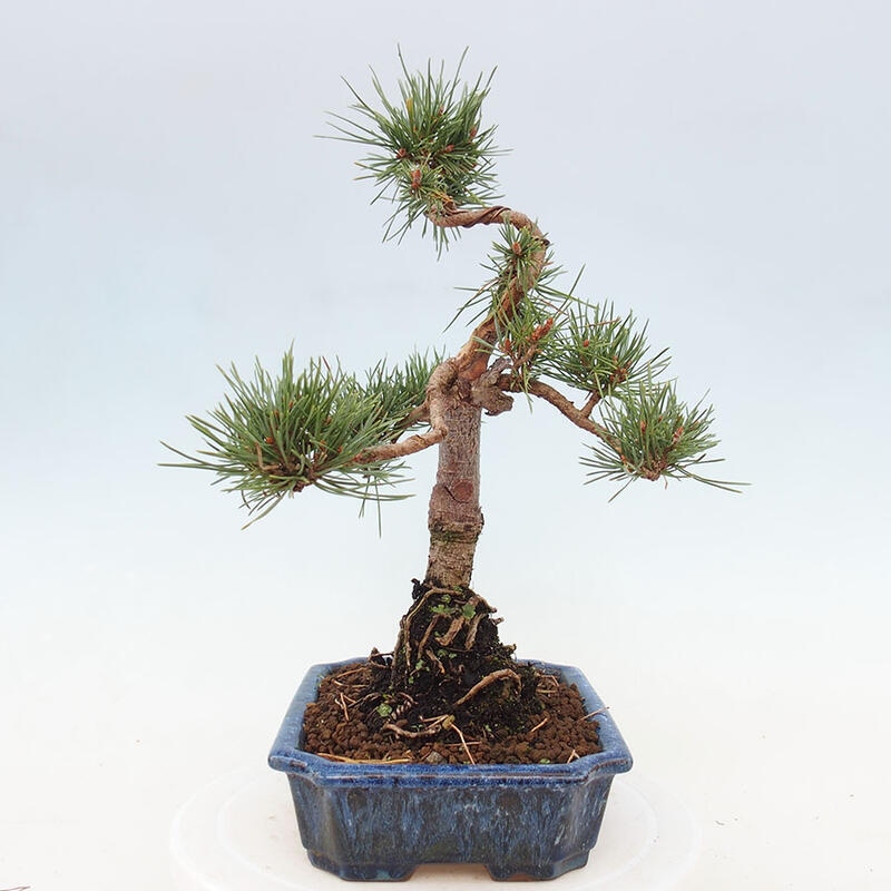 Outdoor bonsai - Pinus Sylvestris - Scots pine