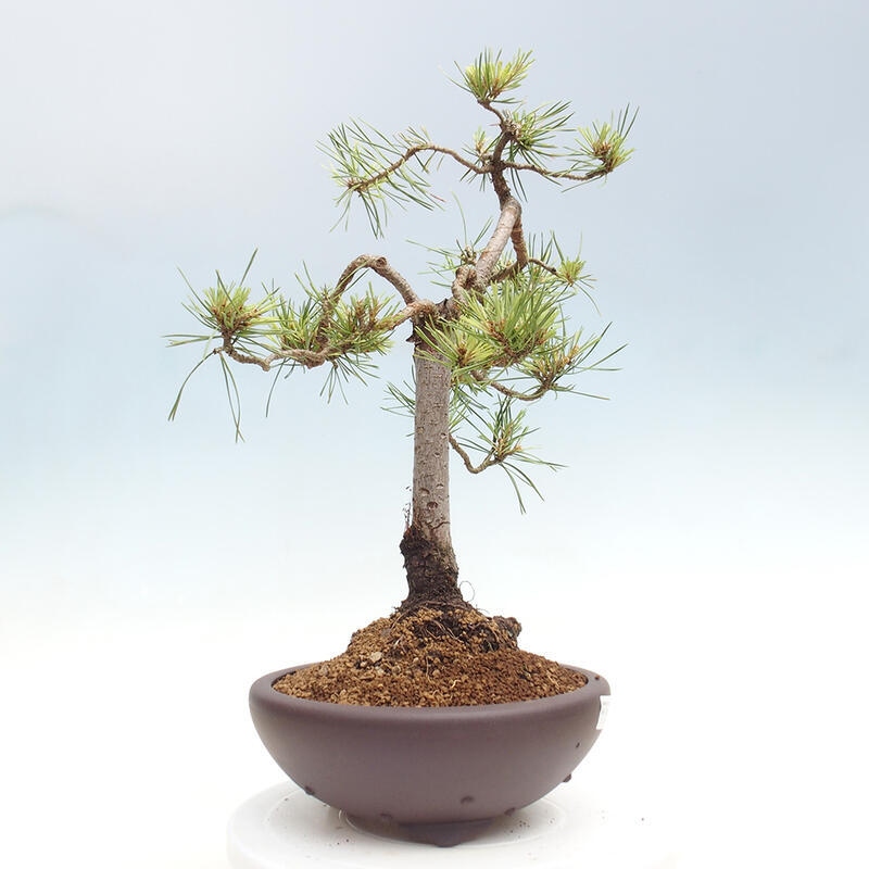 Outdoor bonsai - Pinus Sylvestris - Scots pine