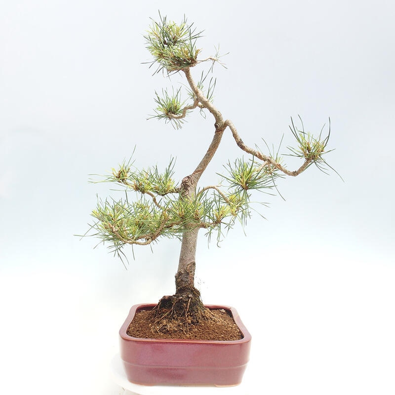 Outdoor bonsai - Pinus Sylvestris - Scots pine