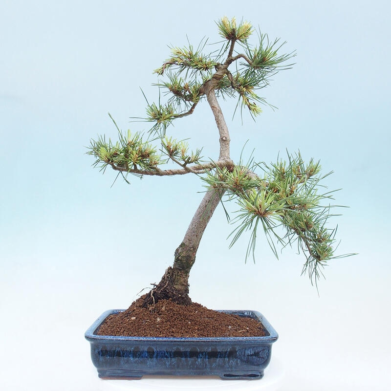 Outdoor bonsai - Pinus Sylvestris - Scots pine