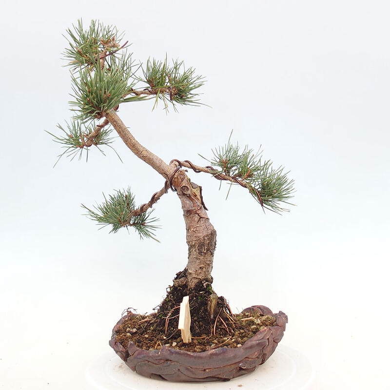 Outdoor bonsai - Pinus Sylvestris - Scots pine