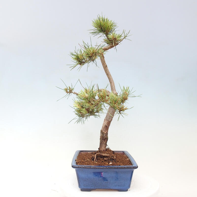 Outdoor bonsai - Pinus Sylvestris - Scots pine