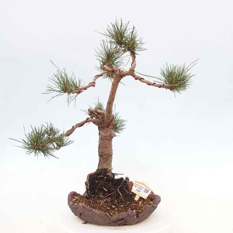 Outdoor bonsai - Pinus Sylvestris - Scots pine