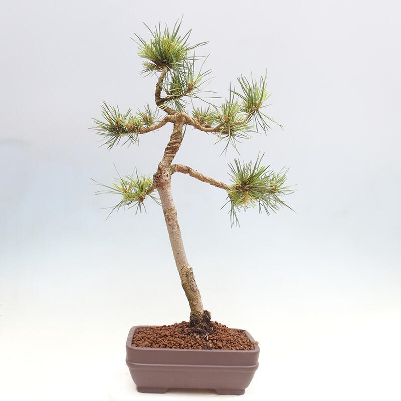 Outdoor bonsai - Pinus Sylvestris - Scots pine