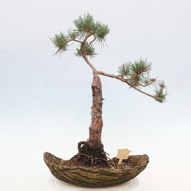 Outdoor bonsai - Pinus Sylvestris - Scots pine