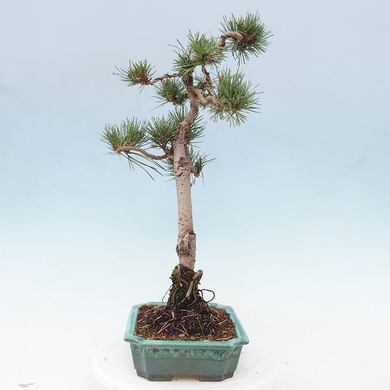 Outdoor bonsai - Pinus Sylvestris - Scots pine