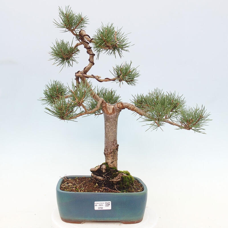 Outdoor bonsai - Pinus Sylvestris - Scots pine