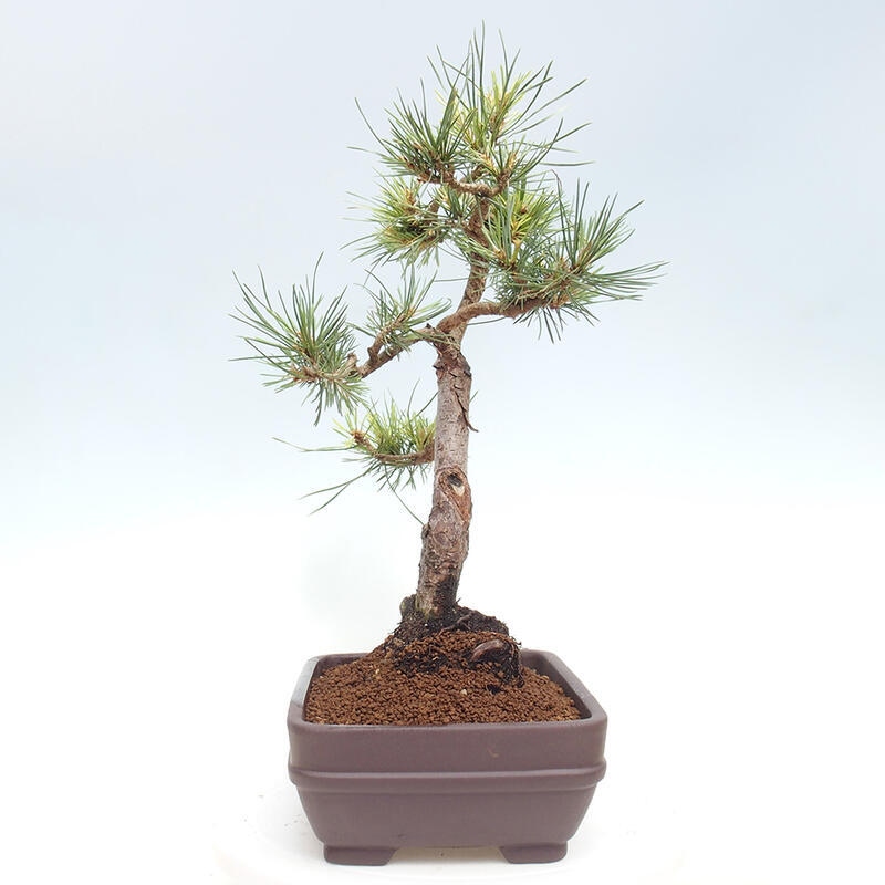 Outdoor bonsai - Pinus Sylvestris - Scots pine