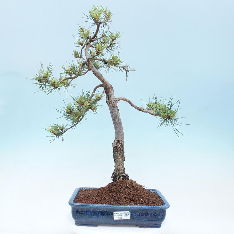 Outdoor bonsai - Pinus Sylvestris - Scots pine