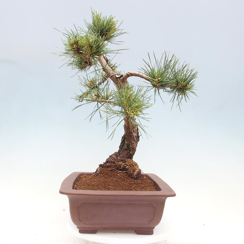 Outdoor bonsai - Pinus Sylvestris - Scots pine