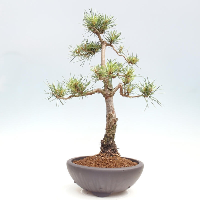 Outdoor bonsai - Pinus Sylvestris - Scots pine