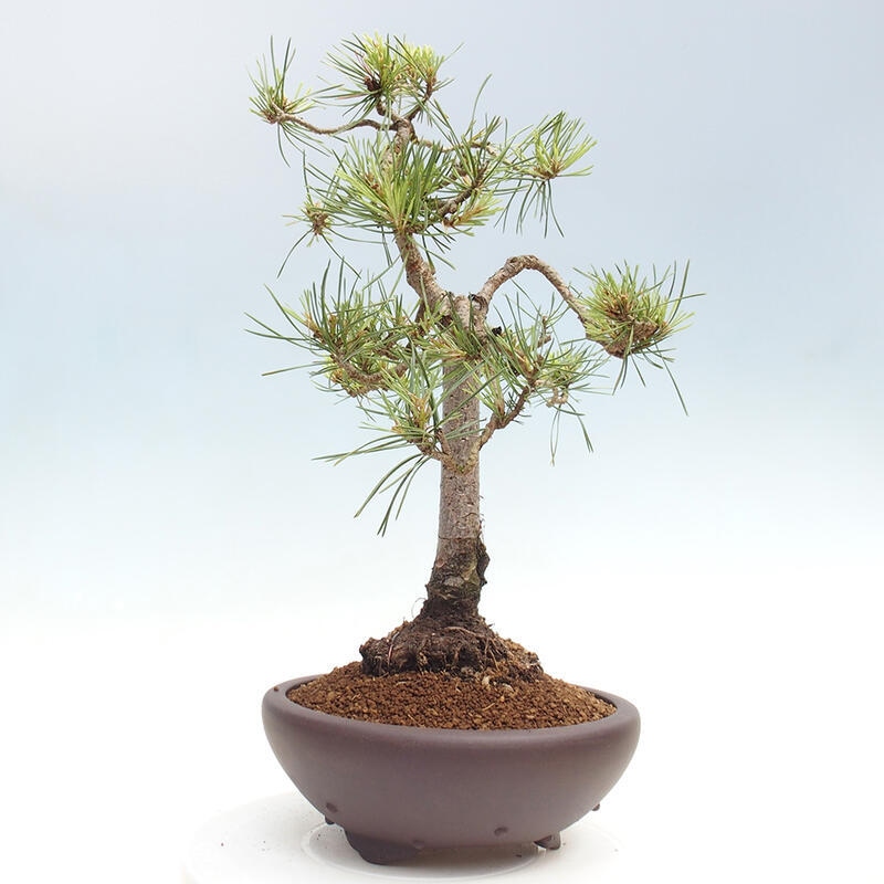 Outdoor bonsai - Pinus Sylvestris - Scots pine