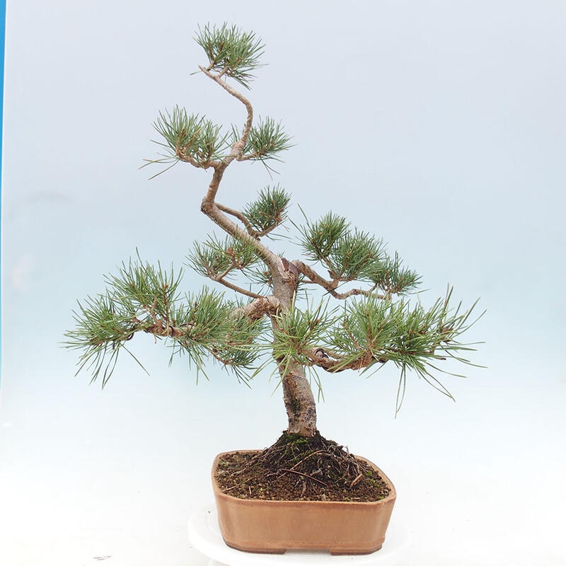 Outdoor bonsai - Pinus Sylvestris - Scots pine