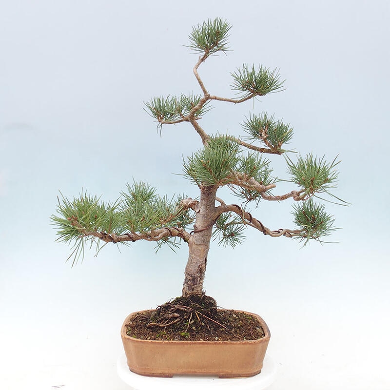 Outdoor bonsai - Pinus Sylvestris - Scots pine