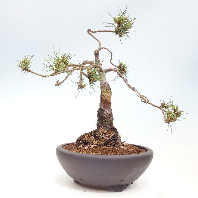 Outdoor bonsai - Pinus Sylvestris - Scots pine