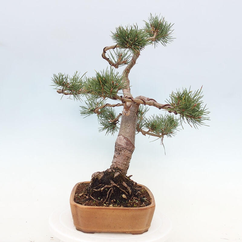 Outdoor bonsai - Pinus Sylvestris - Scots pine