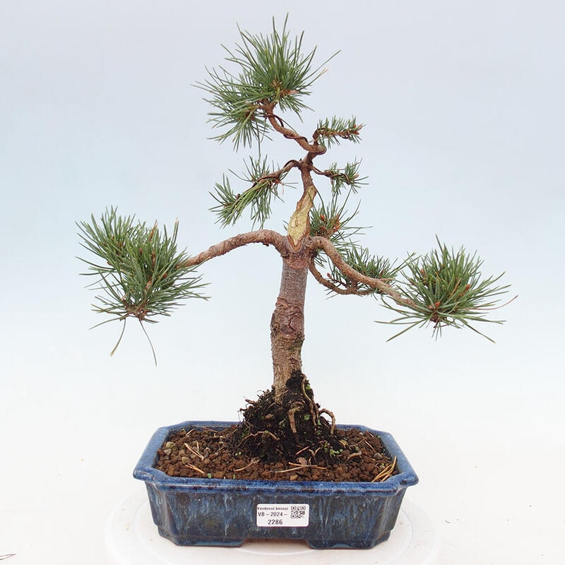 Outdoor bonsai - Pinus Sylvestris - Scots pine