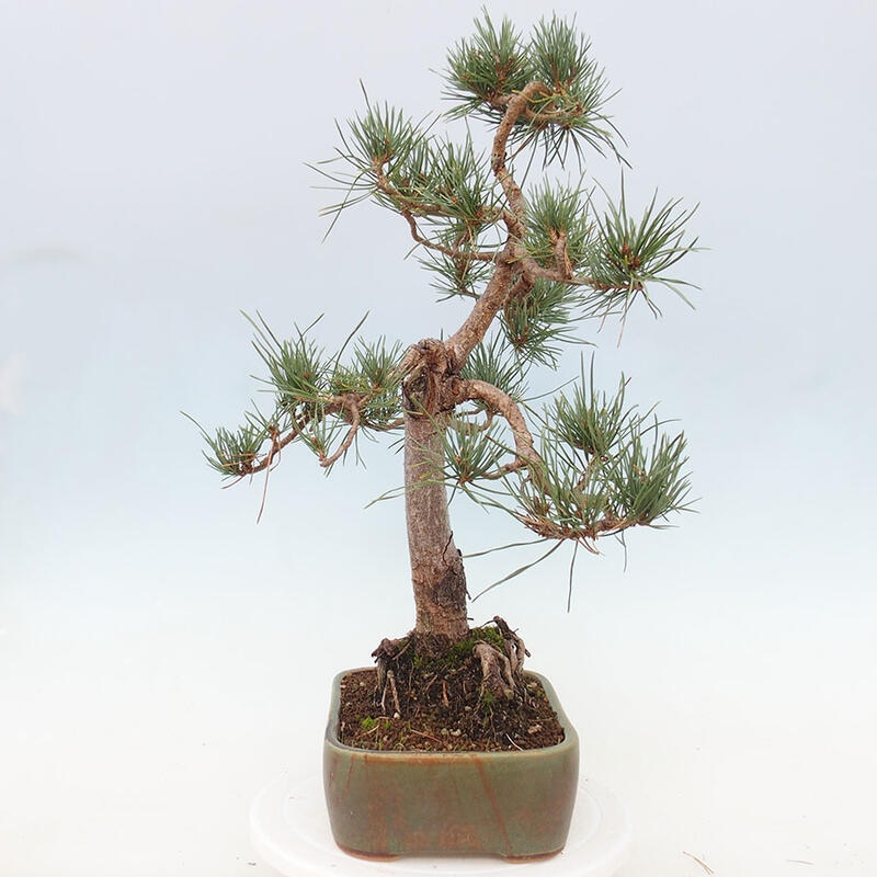 Outdoor bonsai - Pinus Sylvestris - Scots pine