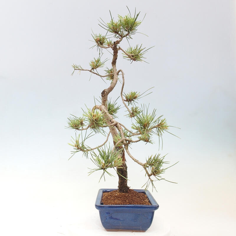 Outdoor bonsai - Pinus Sylvestris - Scots pine