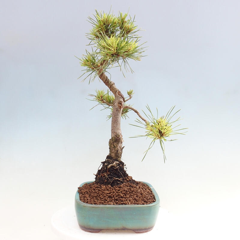 Outdoor bonsai - Pinus Sylvestris - Scots pine