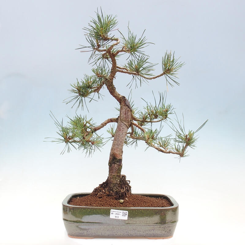 Outdoor bonsai - Pinus Sylvestris - Scots pine