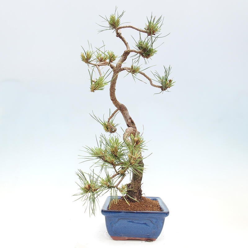 Outdoor bonsai - Pinus Sylvestris - Scots pine