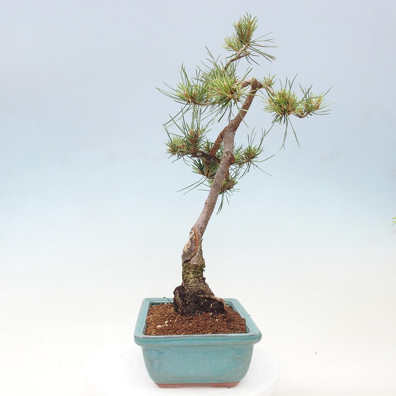 Outdoor bonsai - Pinus Sylvestris - Scots pine