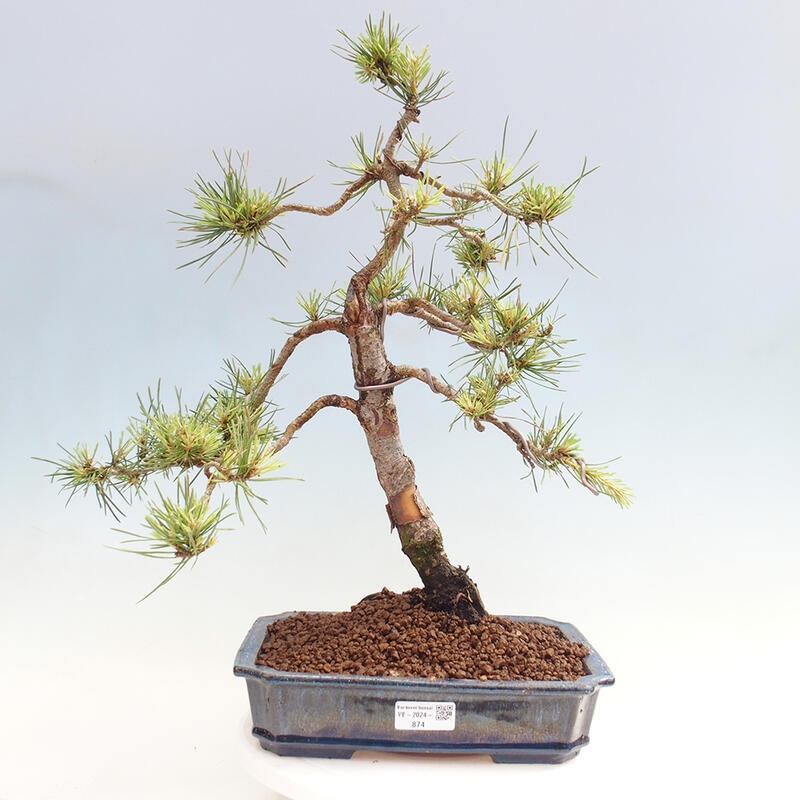 Outdoor bonsai - Pinus Sylvestris - Scots pine