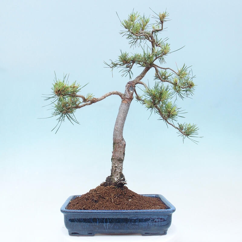 Outdoor bonsai - Pinus Sylvestris - Scots pine