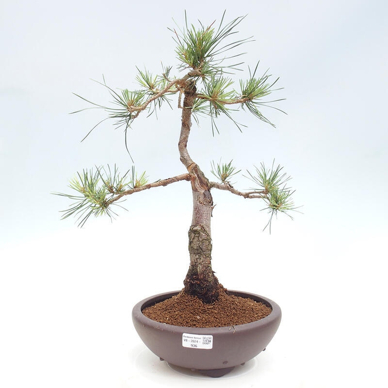 Outdoor bonsai - Pinus Sylvestris - Scots pine