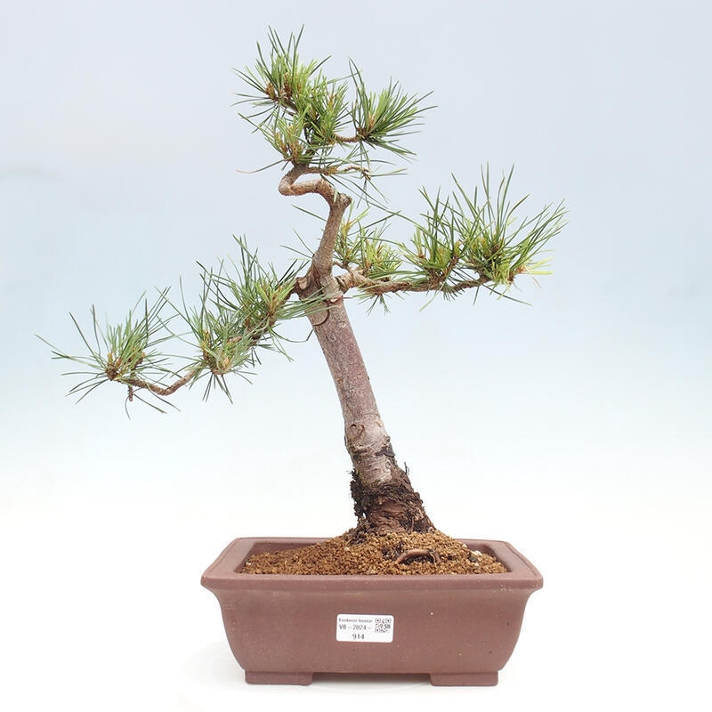 Outdoor bonsai - Pinus Sylvestris - Scots pine