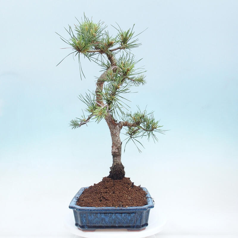 Outdoor bonsai - Pinus Sylvestris - Scots pine