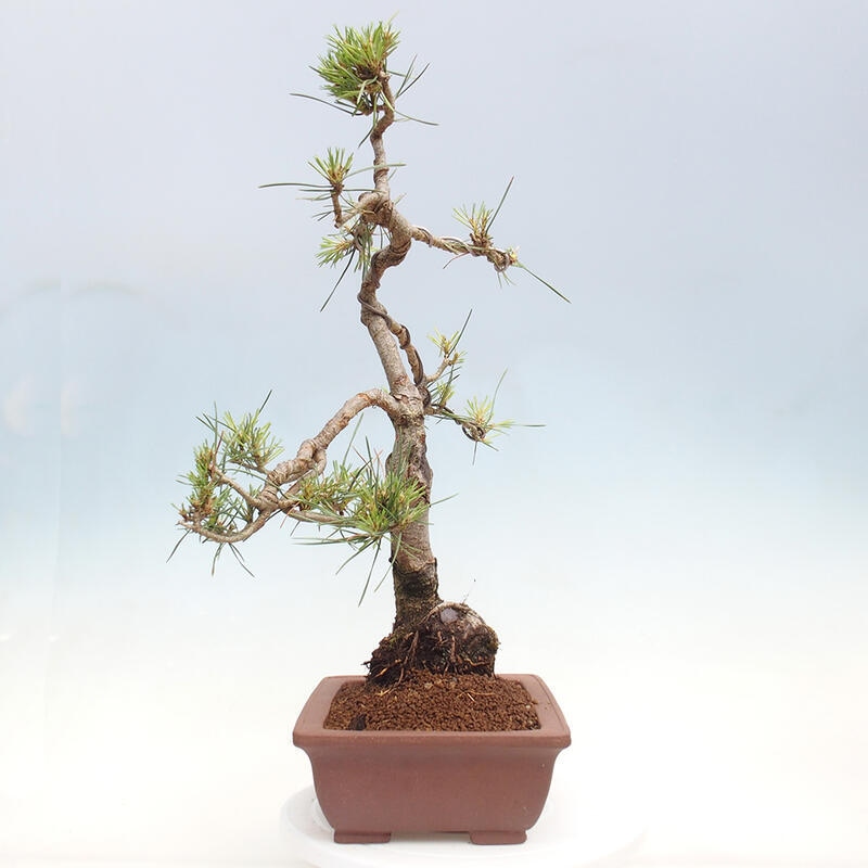 Outdoor bonsai - Pinus Sylvestris - Scots pine