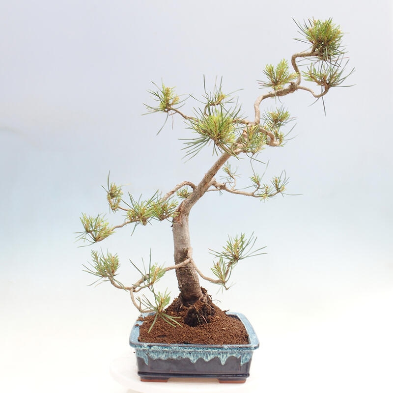 Outdoor bonsai - Pinus Sylvestris - Scots pine