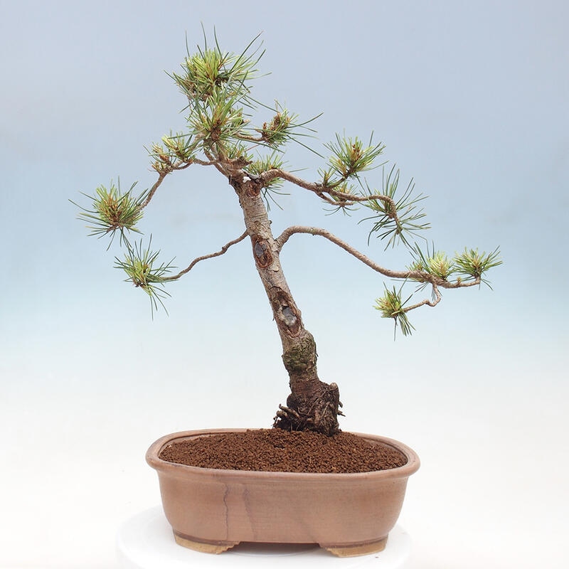 Outdoor bonsai - Pinus Sylvestris - Scots pine