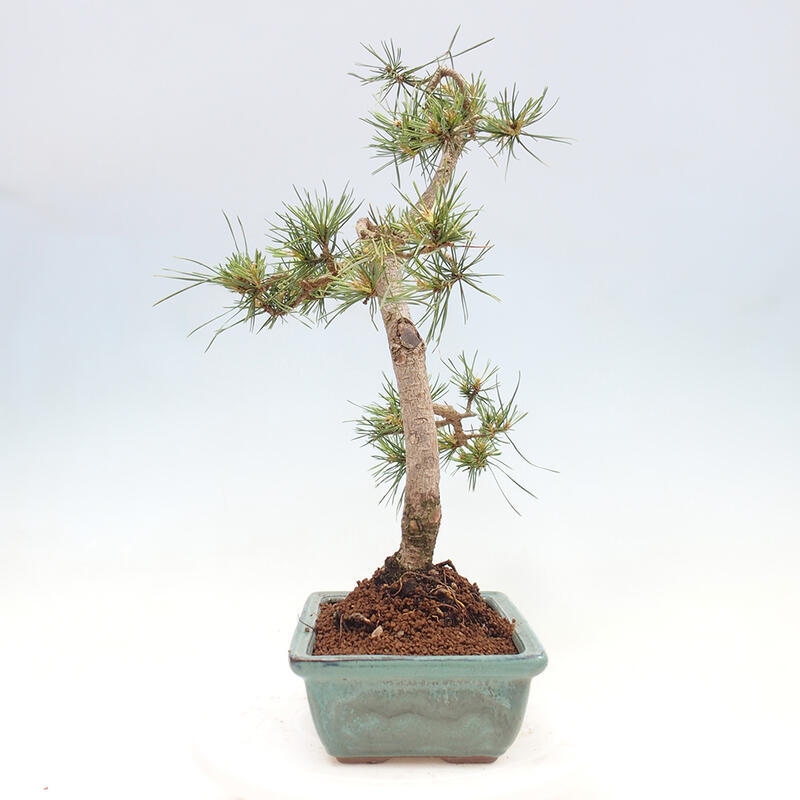 Outdoor bonsai - Pinus Sylvestris - Scots pine