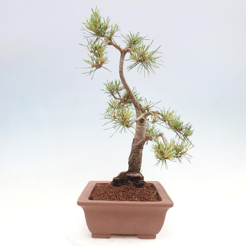 Outdoor bonsai - Pinus Sylvestris - Scots pine