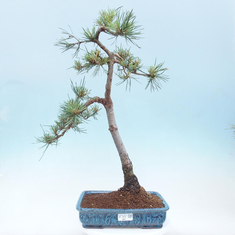 Outdoor bonsai - Pinus Sylvestris - Scots pine